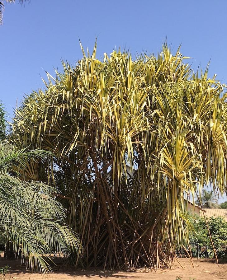 Les Maisons De Marco Senegal - B&B Cap Skirring Exterior photo
